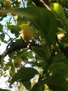 lemon tree 1