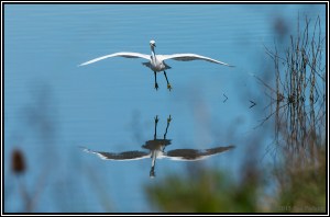 Snowy Egret Reflection - HB 0133_DSC4460
