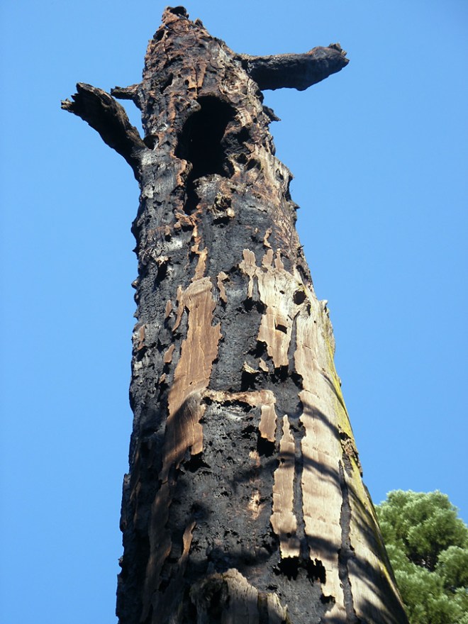 mother of forest use